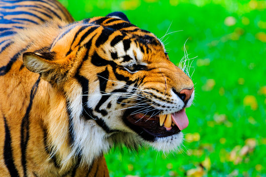 Close up of a female Sumatran tiger sticking her tongue out from between her teeth