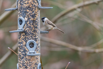 Tannenmeise (Periparus ater) im Winter