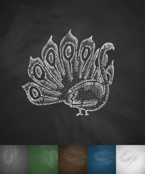 peacock icon. Hand drawn vector illustration