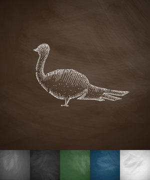 pheasant icon. Hand drawn vector illustration