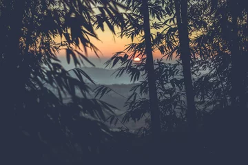 Foto auf Acrylglas Bambus Sonnenuntergang durch einen Bambuswald