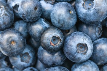 Blaubeeren freigestellt