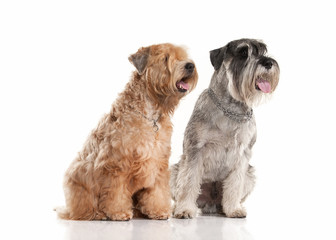 Dog. Miniature schnauzer  and irish soft coated wheaten terrier