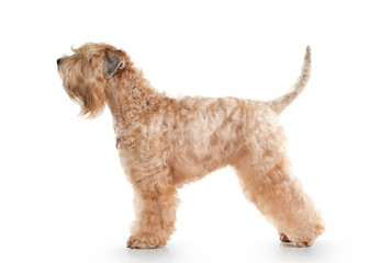 Dog. Irish soft coated wheaten terrier - obrazy, fototapety, plakaty
