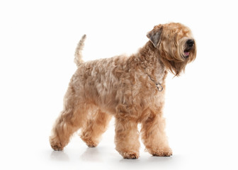 Dog. Irish soft coated wheaten terrier