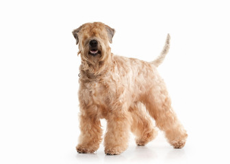 Dog. Irish soft coated wheaten terrier