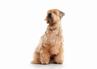 Dog. Irish soft coated wheaten terrier