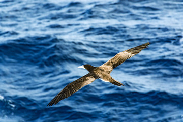 Albatross above the sea wave