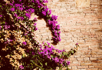 flowers on brick wall for wallpaper