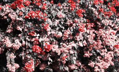 Bright red flowers of Bugenvilliya on a background of terrace
