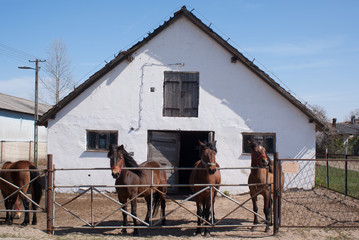 konie  © ftomasz