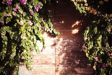 Old wooden door and bougainvillea
