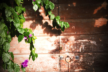 Old wooden door and bougainvillea