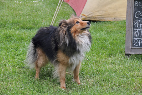 Mini-Collie