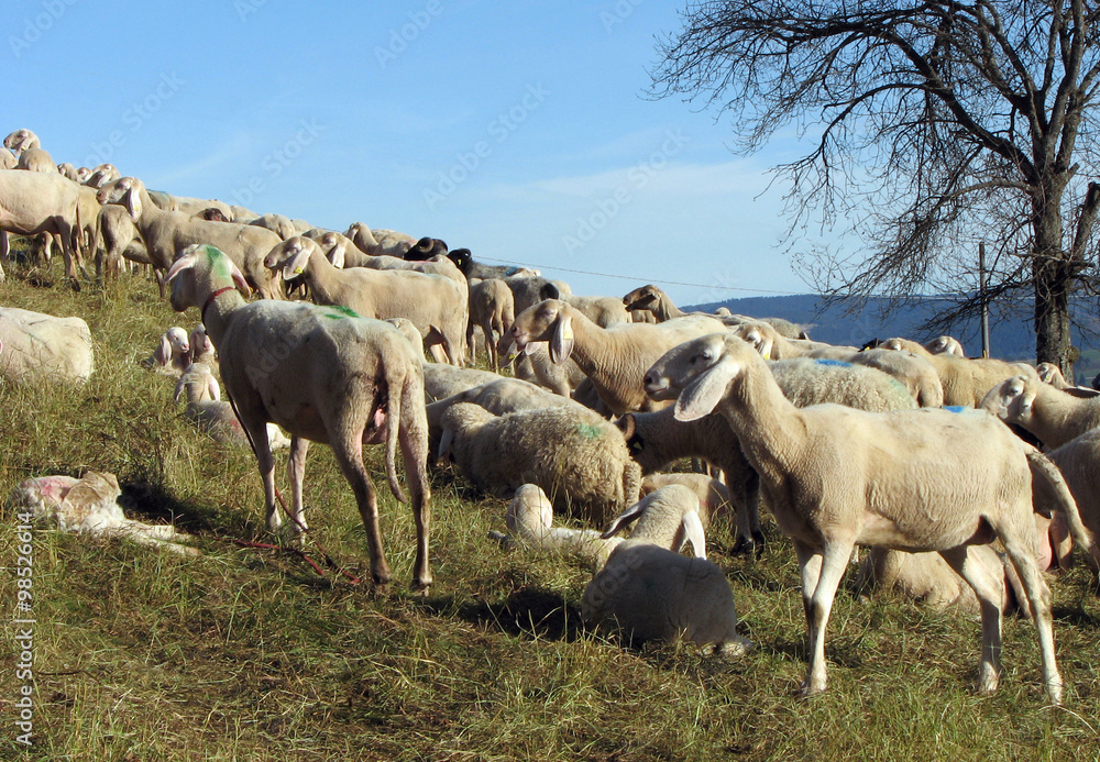 Wall mural many sheep graze on the hill in fall