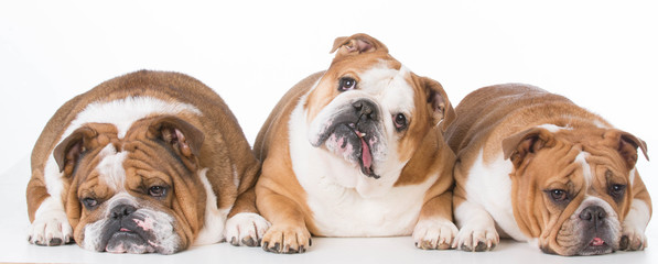 three bulldogs laying down isolated on white background