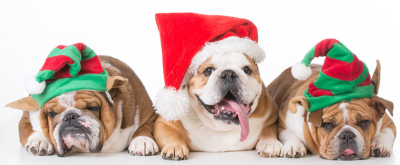 three english bulldogs dressed for christmas isolated on white background