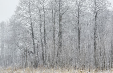 Snowfall in late autumn