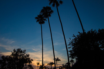 Obraz premium Palms at Sunset