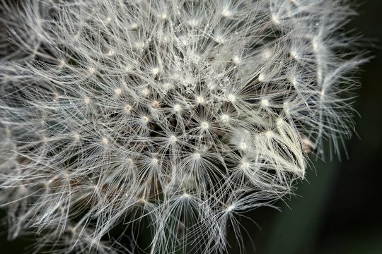 Dandelion - seeds 
