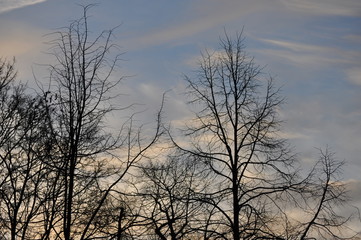 Fototapeta na wymiar Spätherbstliche, fast blattlose Bäume, am frühen Morgen