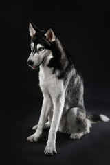 Young Husky sitting on dark background