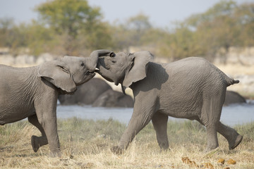 Etosha National Park Namibia, Africa, two elephants fighting.
