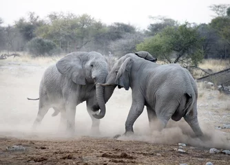 Papier Peint photo Éléphant Etosha National Park Namibia, Africa, elephants fighting.