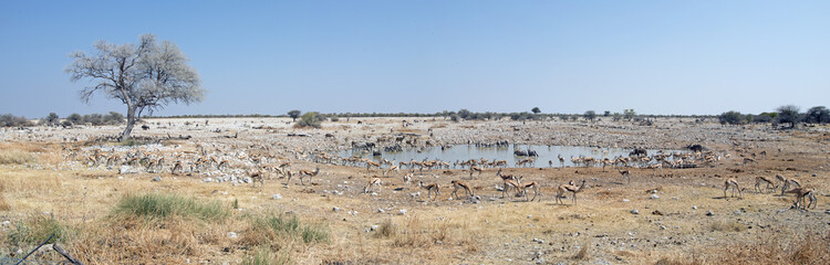 Etosha National Park Namibia, Africa waterhole wide