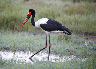 africa kenya Lake  Nakuru reserve,saddle-billed stork .