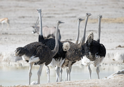 Etosha National Park Namibia, Africa , ostrich.