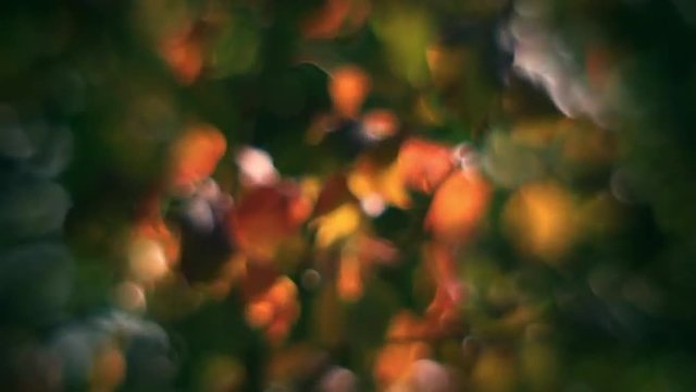 Fantasy colored defocused autumn leaves of pear tree, waving in wind. Wonderful floral soft background in unusual fairy tale style. Adorable abstract view in amazing full HD clip.
