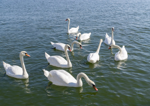 Floating white swans