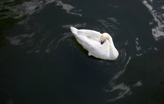 Sleeping white swan