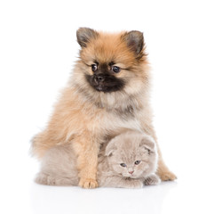 tiny spitz puppy hugging scottish kitten . isolated on white bac