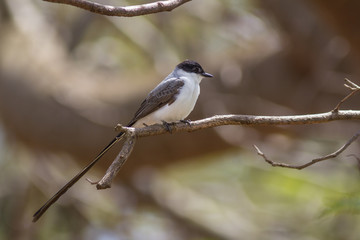 Fork-tailed Flycatcher (Tyrannus savana)