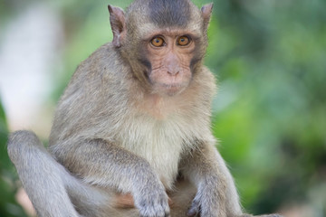 Naklejka premium おかしなサル