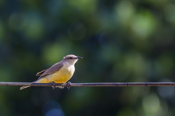 Suiriri cavaleiro - Cattle Tyrant - (Machetornis rixosa)