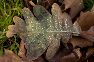Rain on Winter Leaves. Rain has fallen and the low sun of winter has turned the droplets on the dead leaf into shiny jewels.