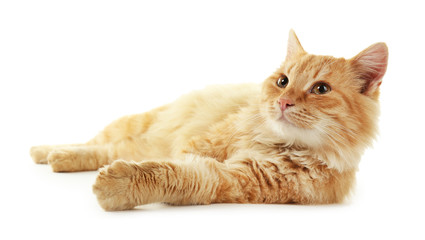 Fototapeta premium Fluffy red cat laying isolated on white background