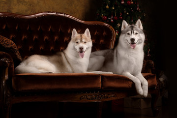 Fototapeta premium Dog breed siberian husky, portrait dog on a studio color background, Christmas and New Year.