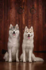 Dog breed siberian husky, portrait dog on a studio color background, Christmas and New Year.
