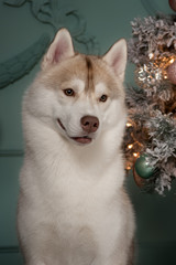 Dog breed siberian husky, portrait dog on a studio color background, Christmas and New Year.