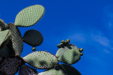 Opuntia cactus, Galapagos island, Ecuador