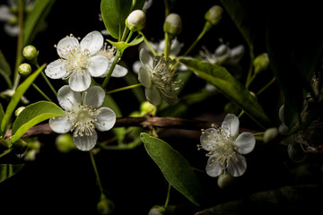 Guavira Flower (Campomanesia pubescens)