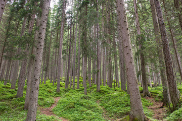 Firs forest