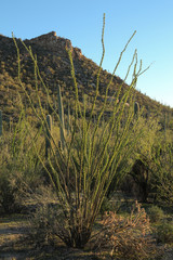 Fototapeta na wymiar Saguaro National Park