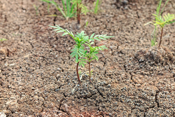 Plants growth on soli firm ground