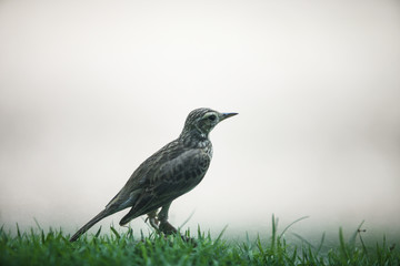 Bird in foggy day, lonely bird in the mist