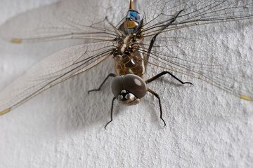 Dragonfly on white wall